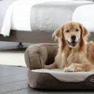 Why Every Pet Needs a Specialized Bed for Comfort, Health, and Happiness