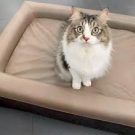 Why Every Pet Deserves a Quality Bed: Comfort, Health, and Support from The Foam Factory